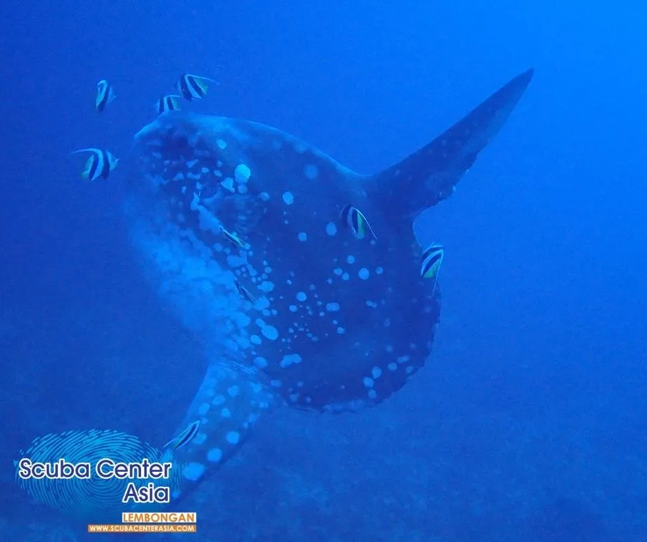 duiken met mola mola