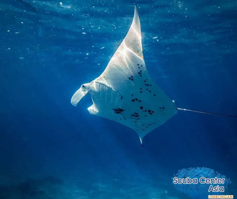 manta ray at surface 
