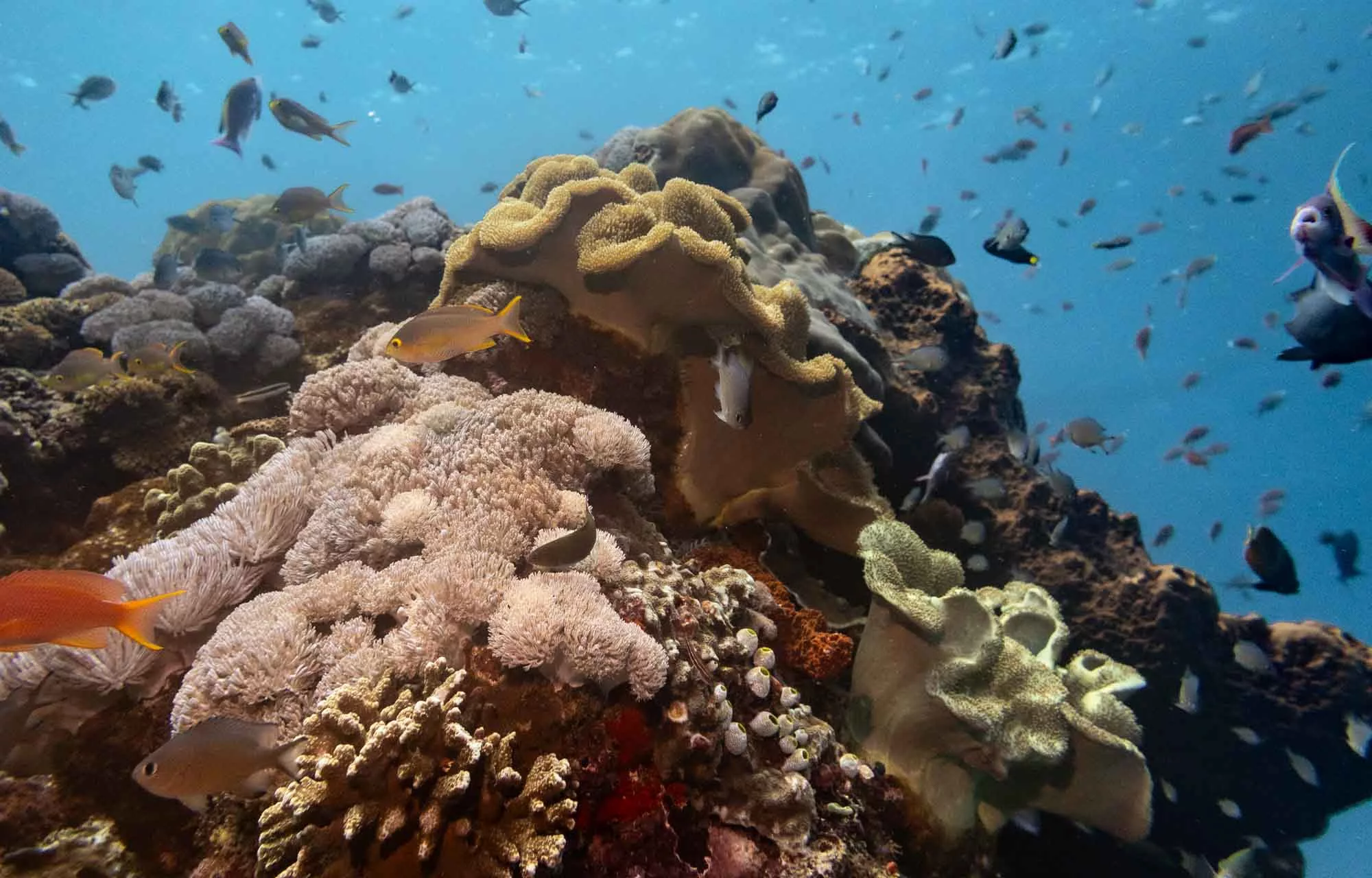 Healthy coral reef full of life exactly what you study and protect in the coral conservation specialty at Scuba Center Asia.