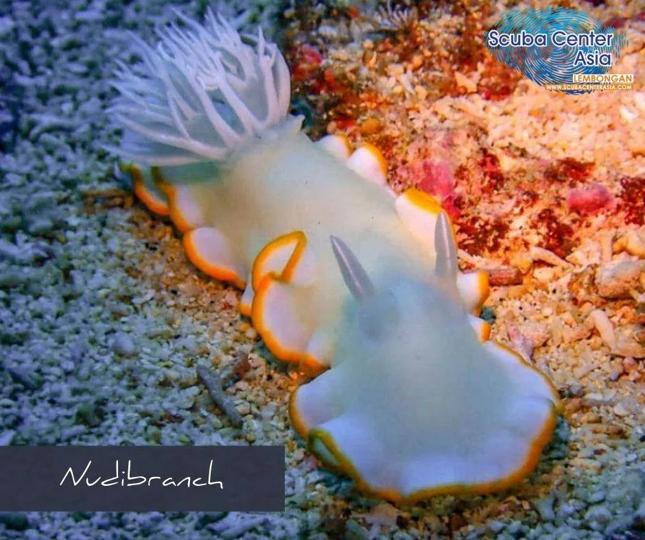 Famous nudibranch of Nusa Lembongan