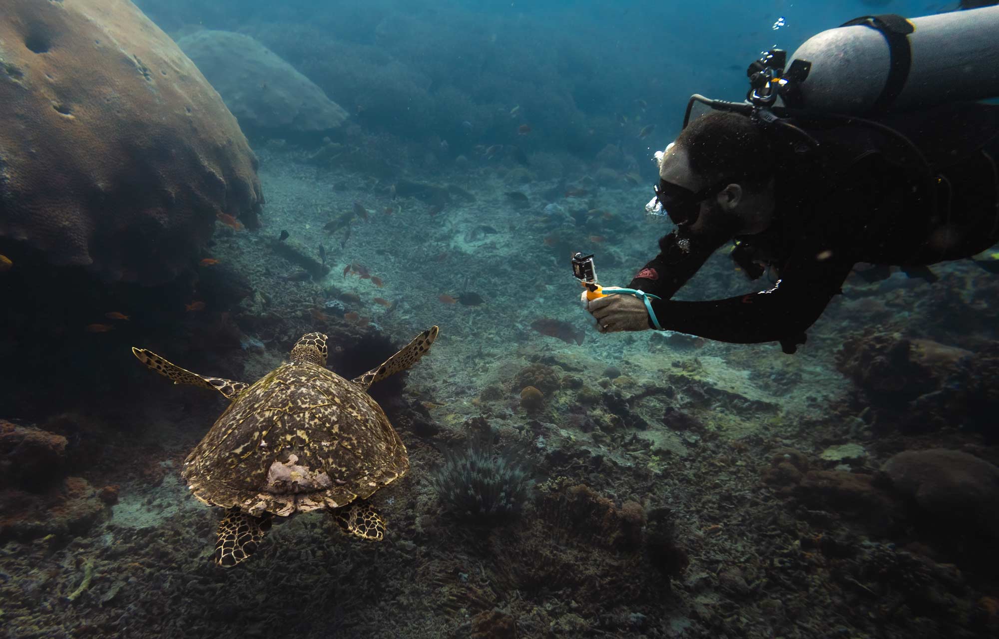 diver practising safe underwater photograph with a coral safe shot technique above a healthy coral