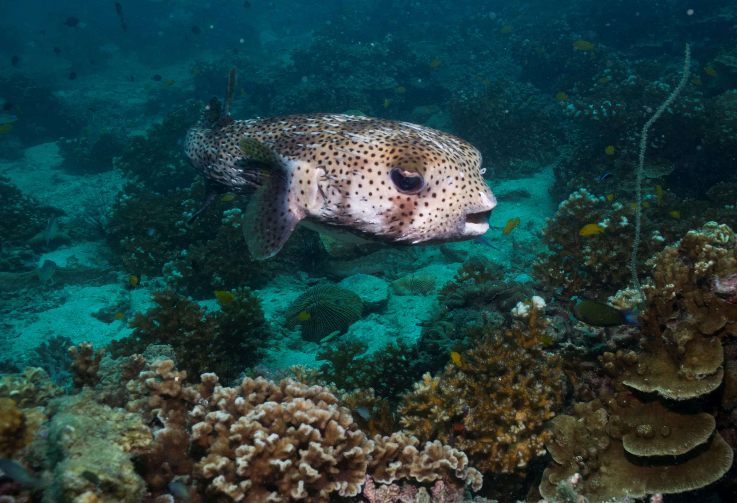 Porcupine fish the cutest fish of all