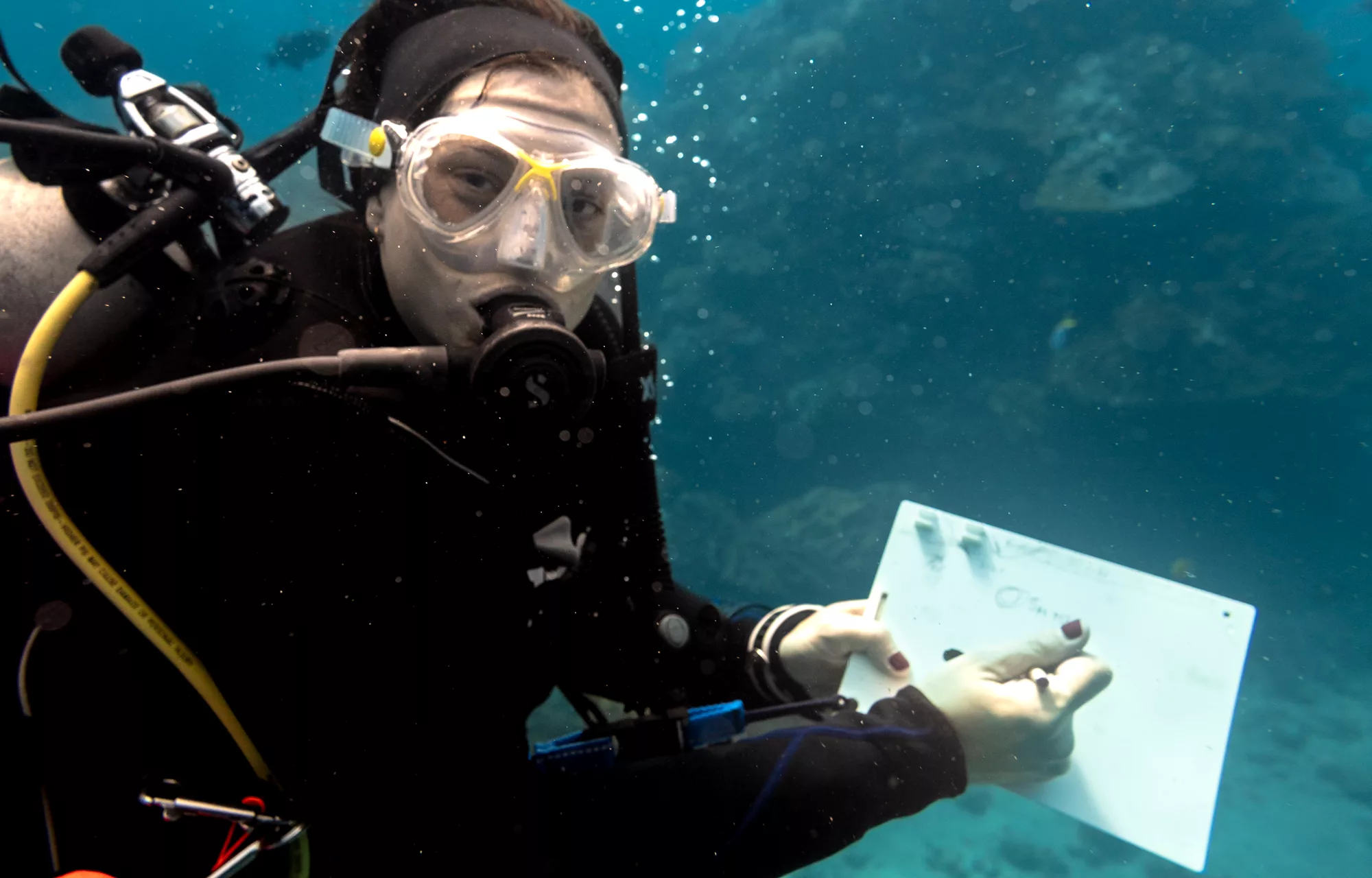 a diver