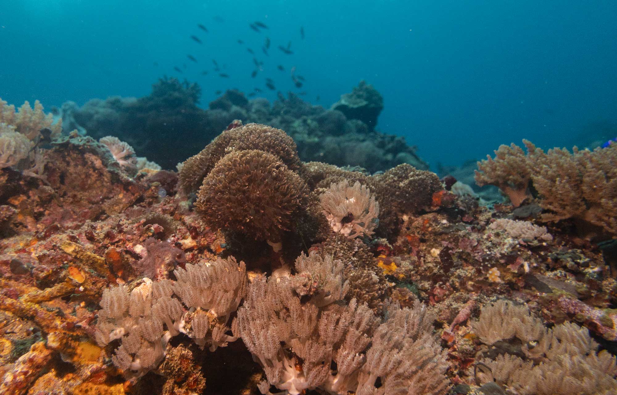 Coral reef of penida marine park scuba center asia specialty AWARE course.