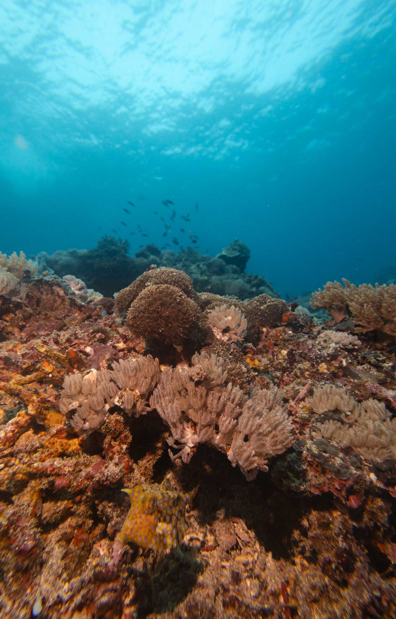 Coral reef of penida marine park scuba center asia specialty AWARE course.