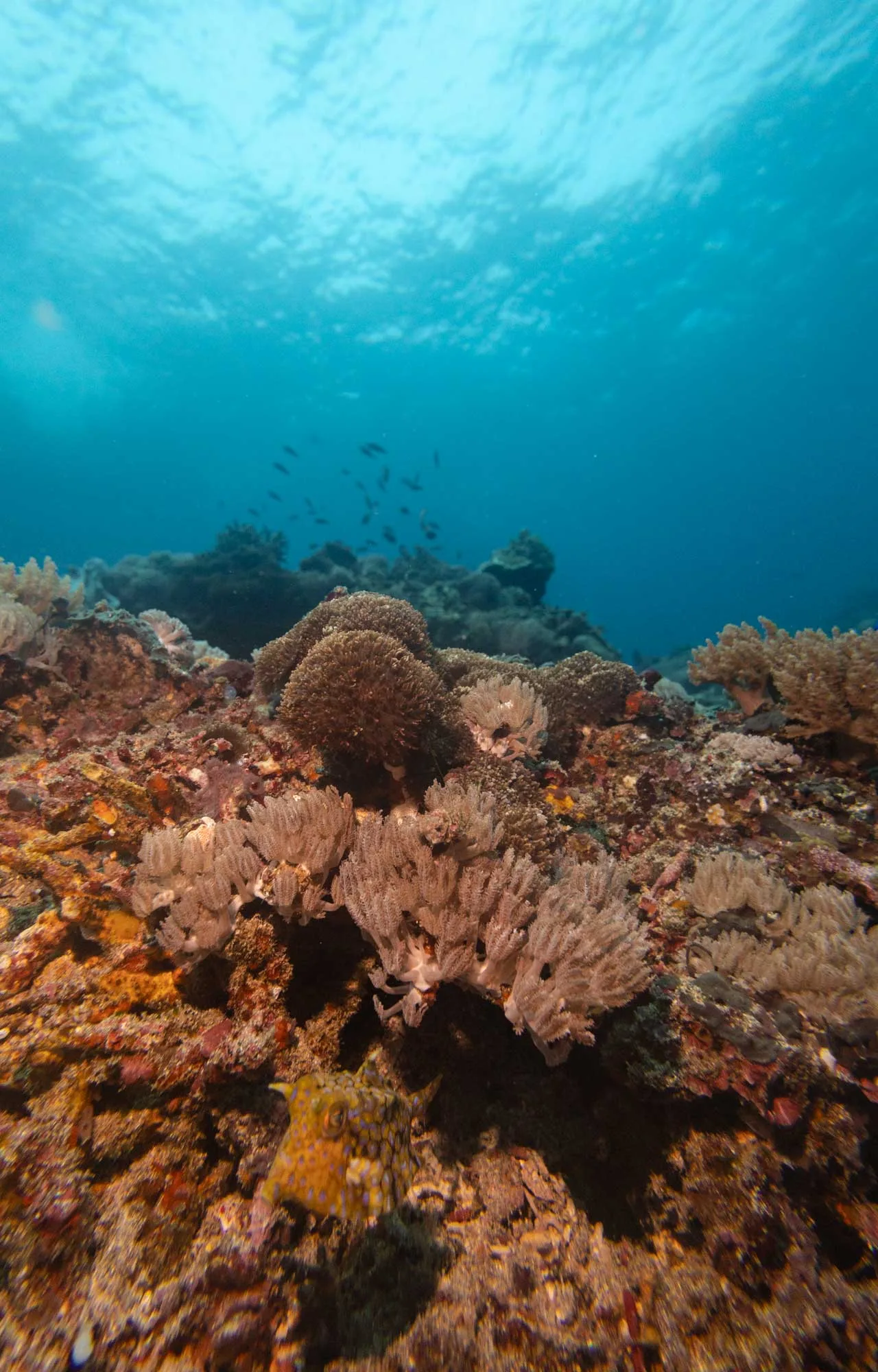 Coral reef of penida marine park scuba center asia specialty AWARE course.