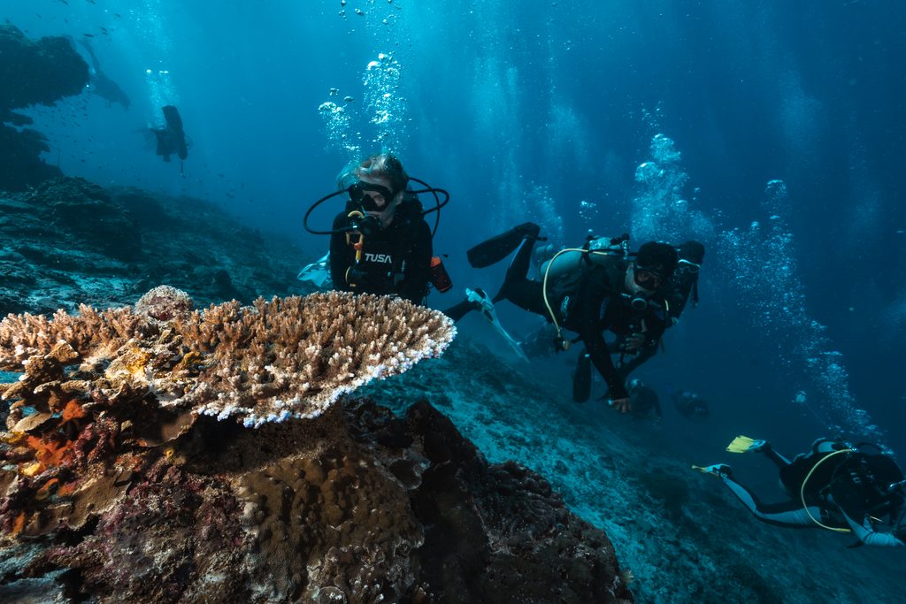small group of divers admiring the corals